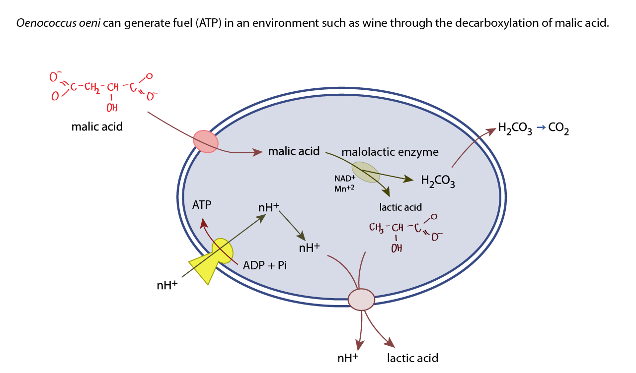 how malolactic fermentation produces ATP in O. oeni